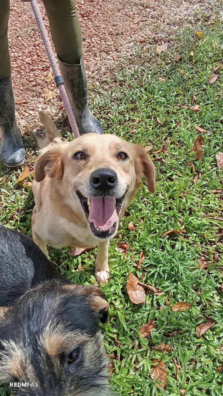 LILI