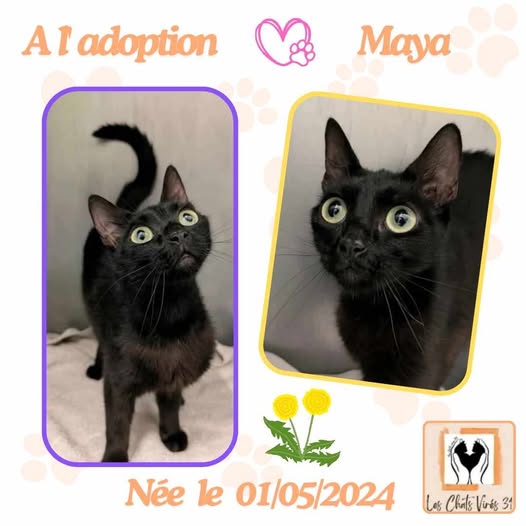 Maya
