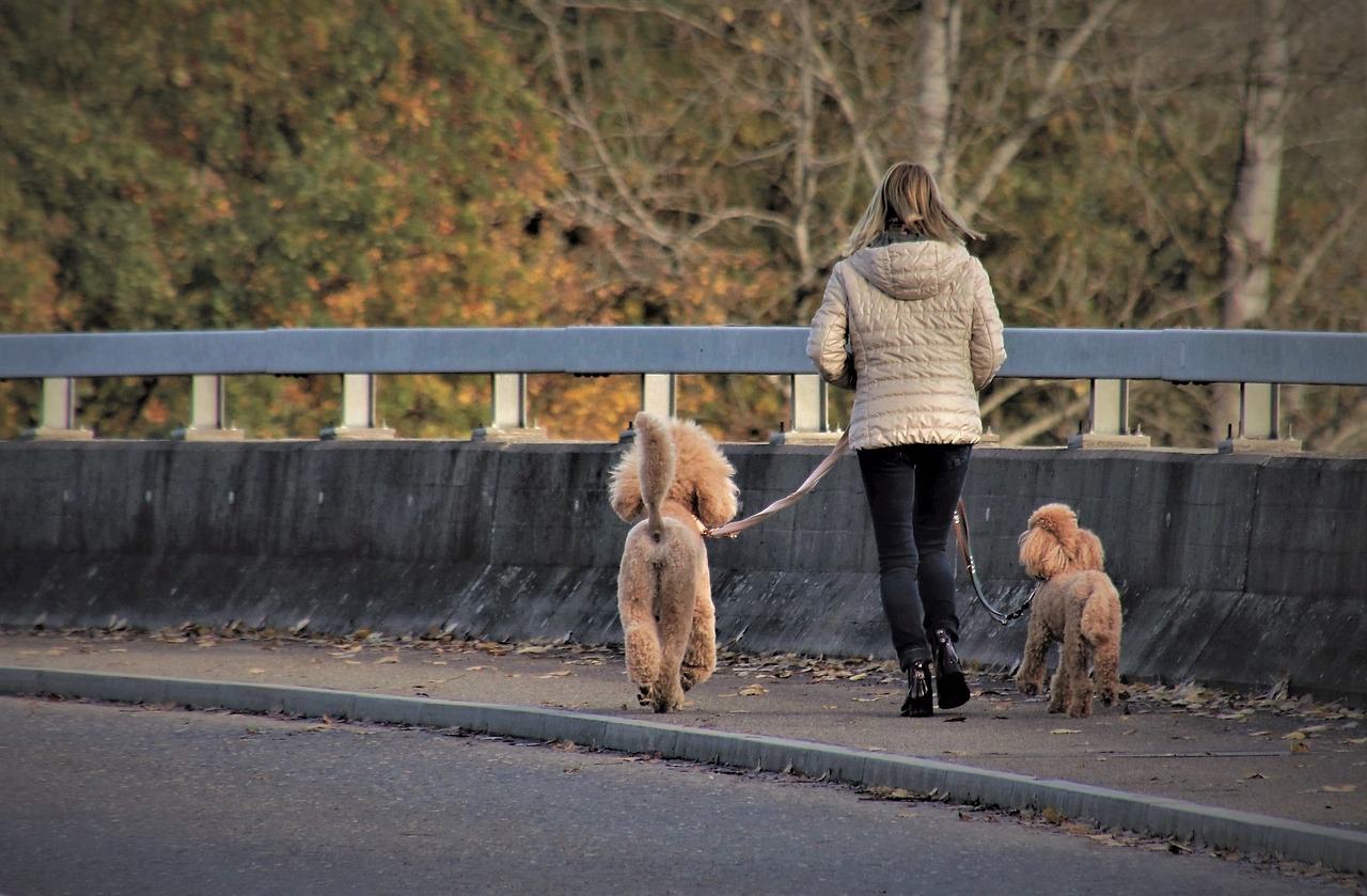  La promenade de chien : un moment privilégié pour renforcer la complicité avec votre compagnon ❤️