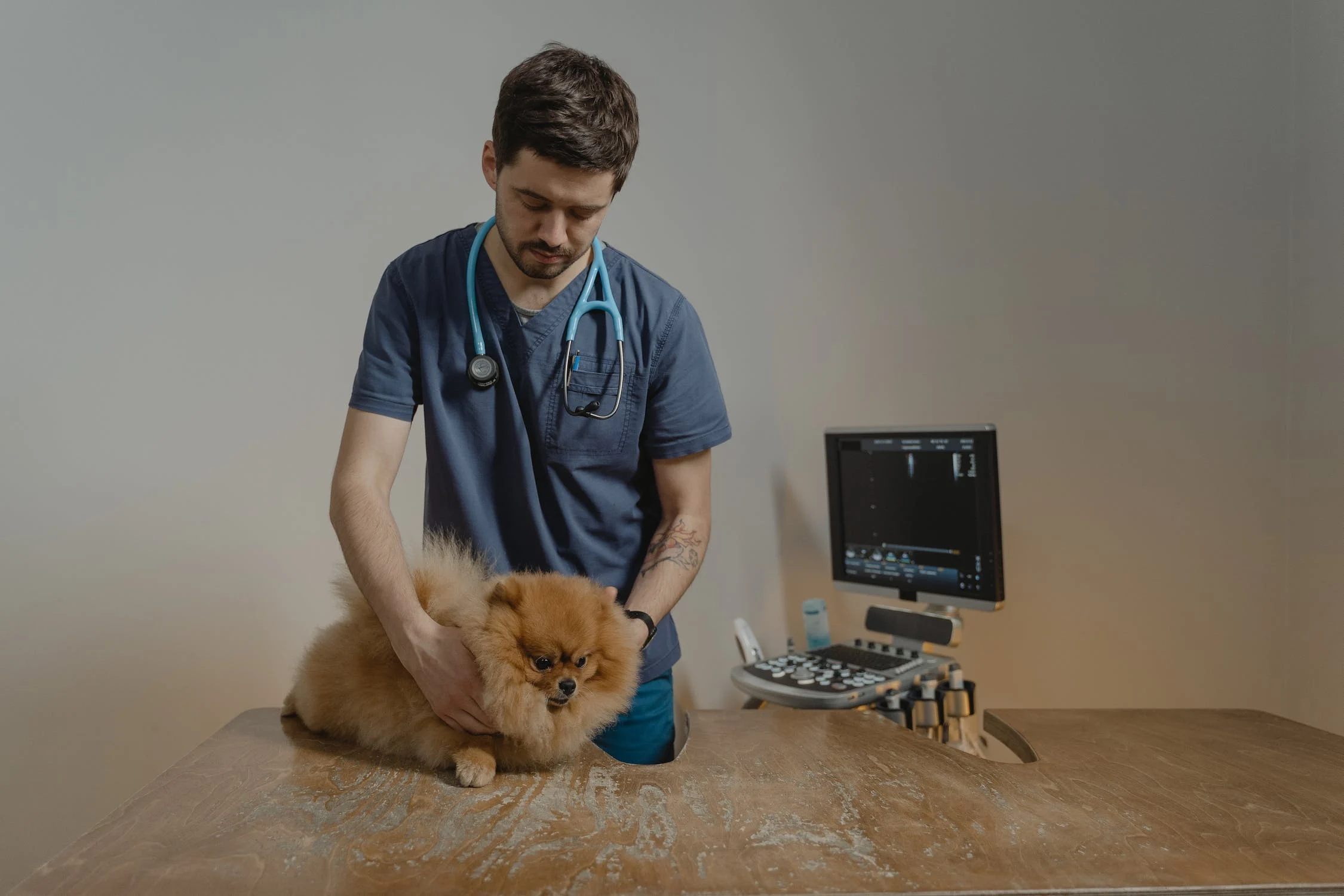 Pourquoi et comment identifier son animal avec I-CAD ?