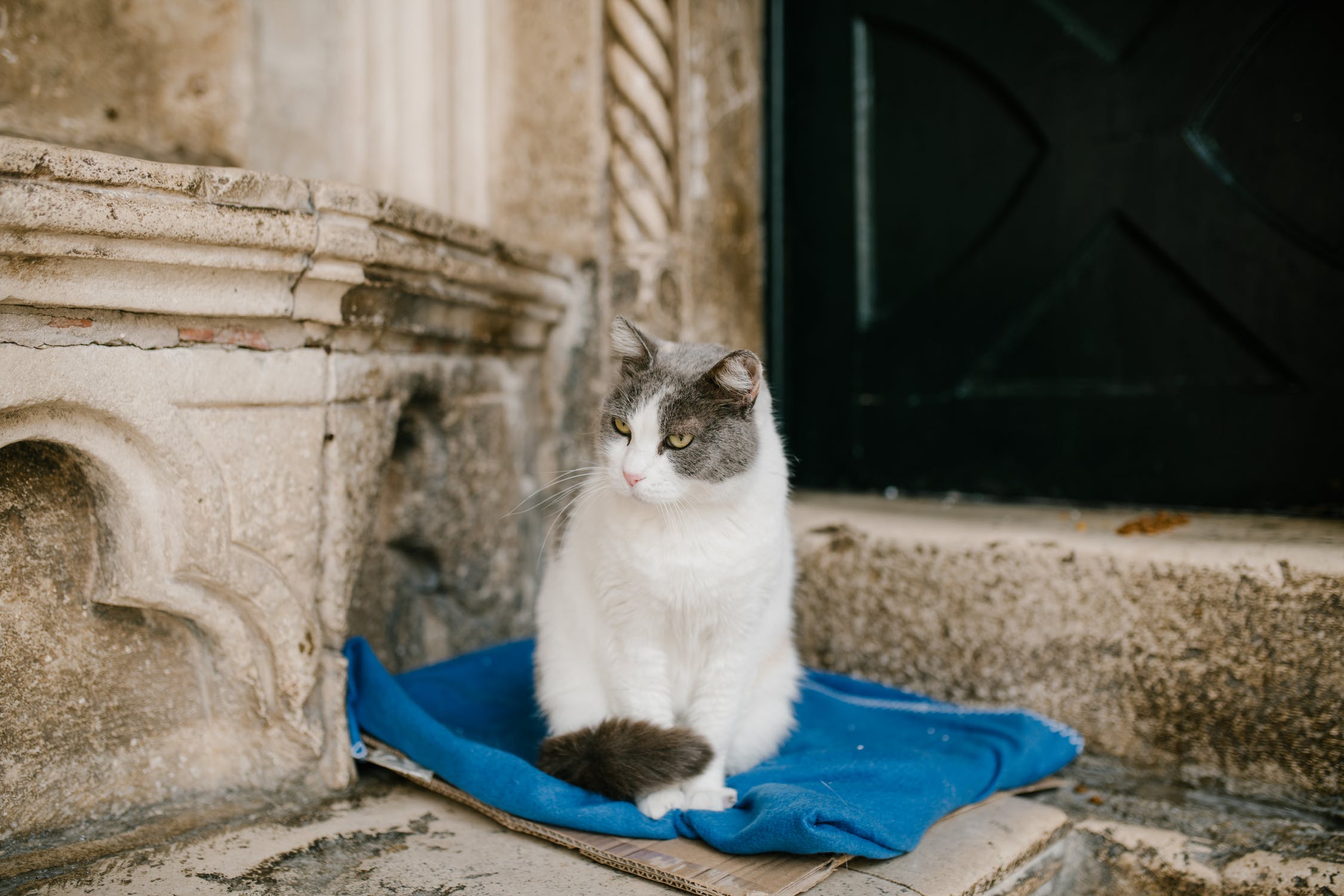 Pourquoi adopter un chat adulte ?