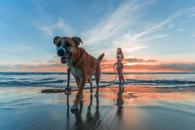 5 solutions pour faire garder son animal en été