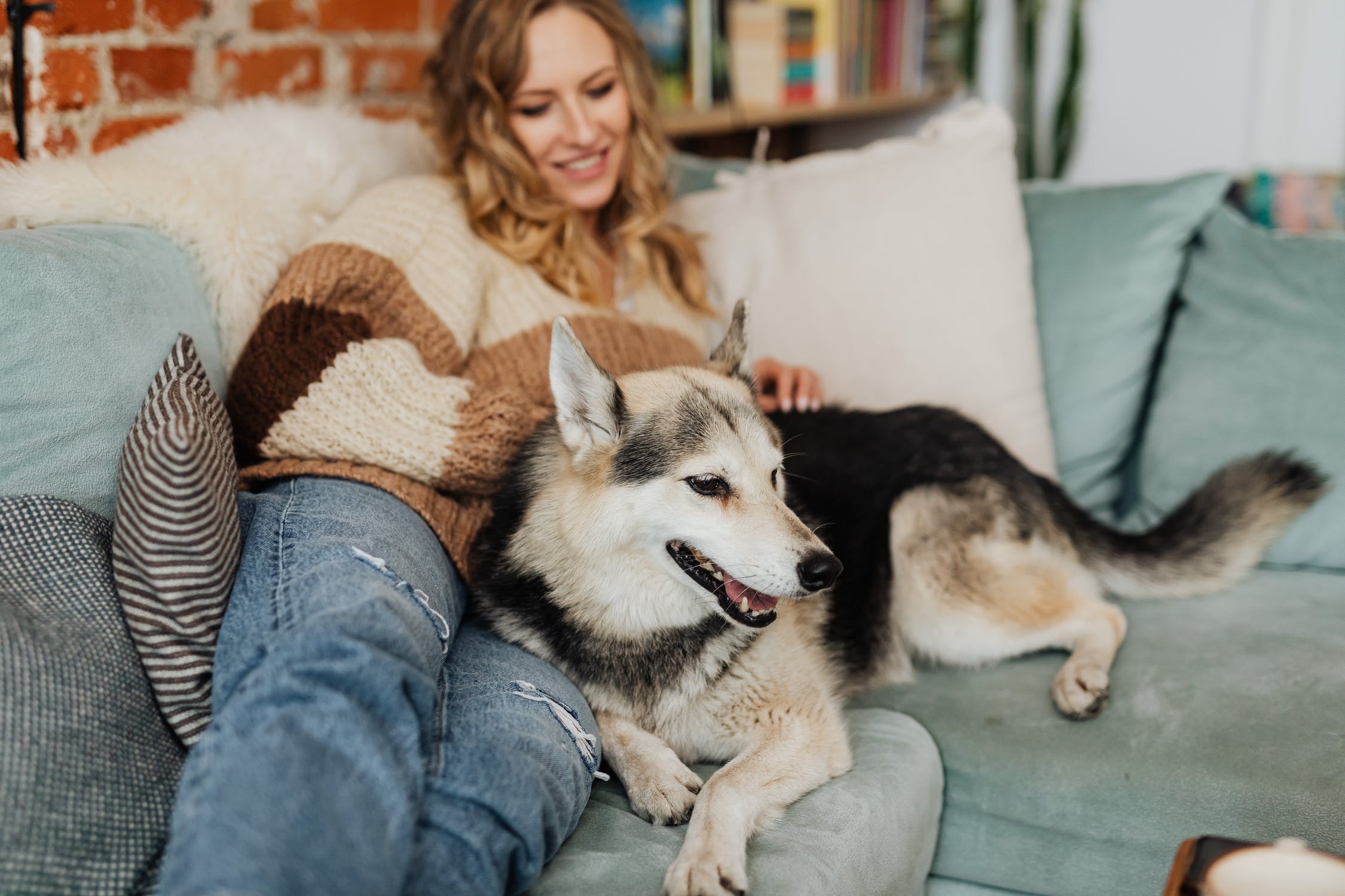 Pourquoi devriez-vous adopter un animal ?