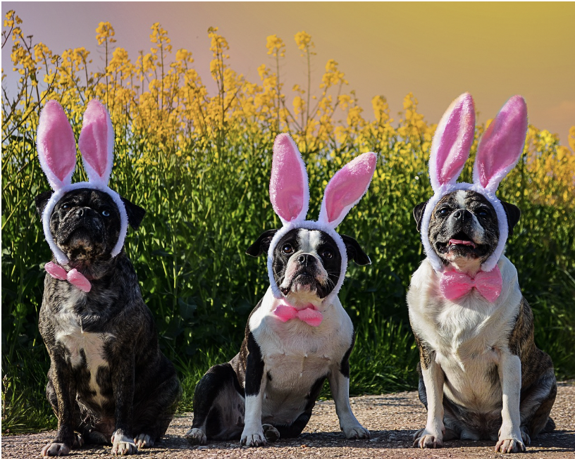 Comment profiter de Pâques avec votre animal de compagnie tout en évitant les dangers ? 🐣‍