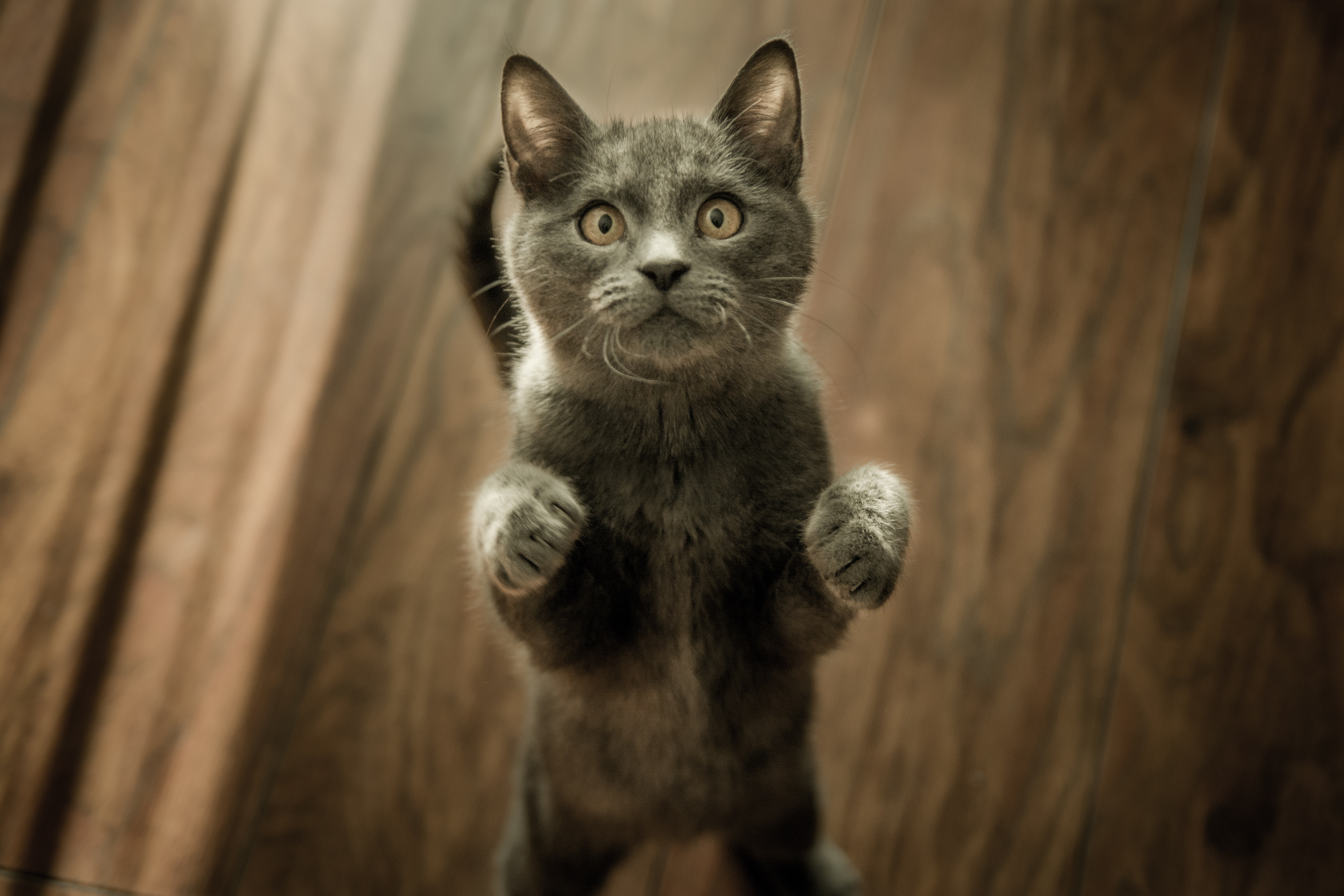 Une folie de chat 🤪