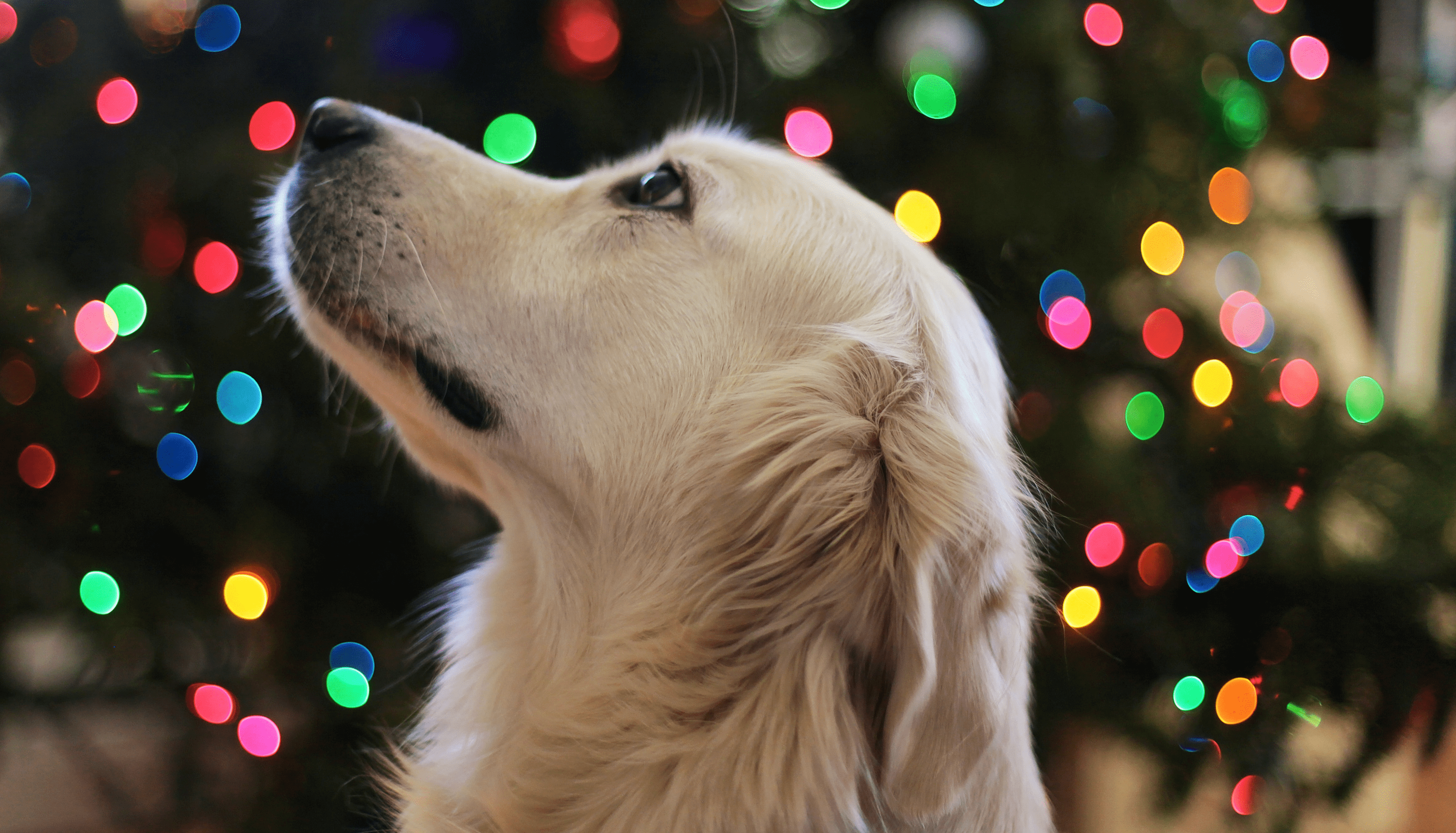3 idées cadeaux pour votre animal de compagnie à Noël 