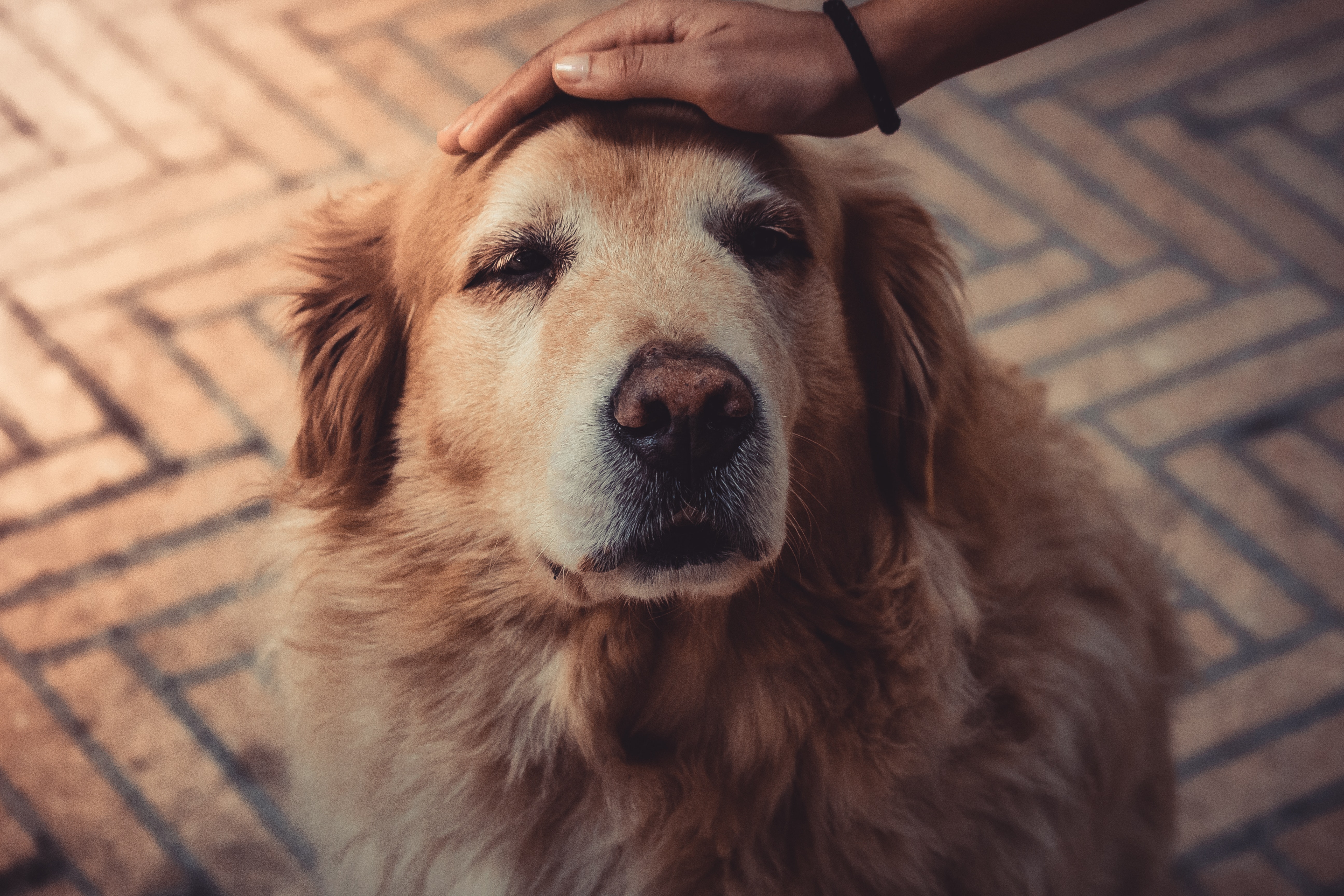 Comment bien s’occuper de son chien quand il vieillit ? 