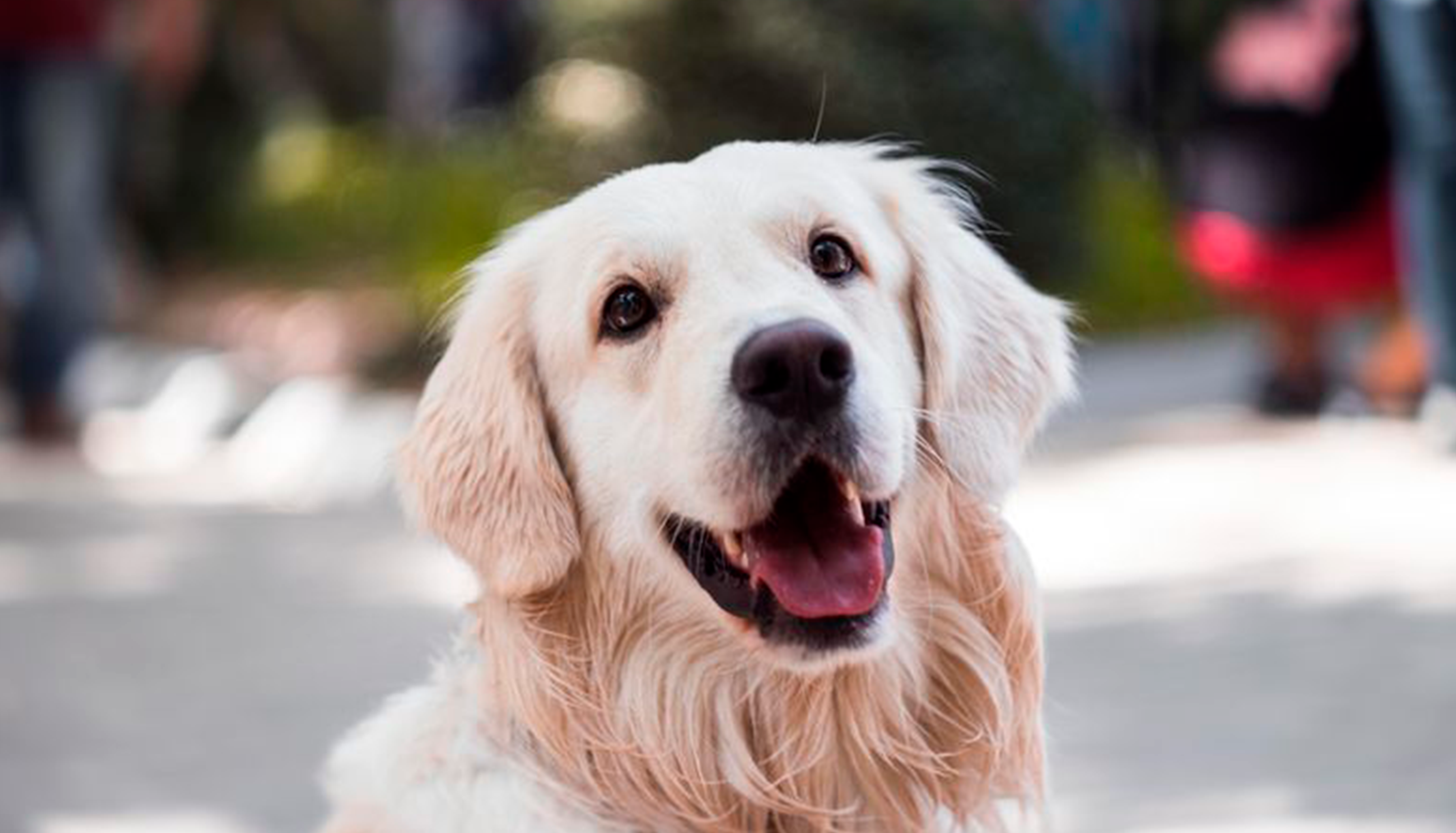 5 choses à connaître avant d’adopter un animal de compagnie