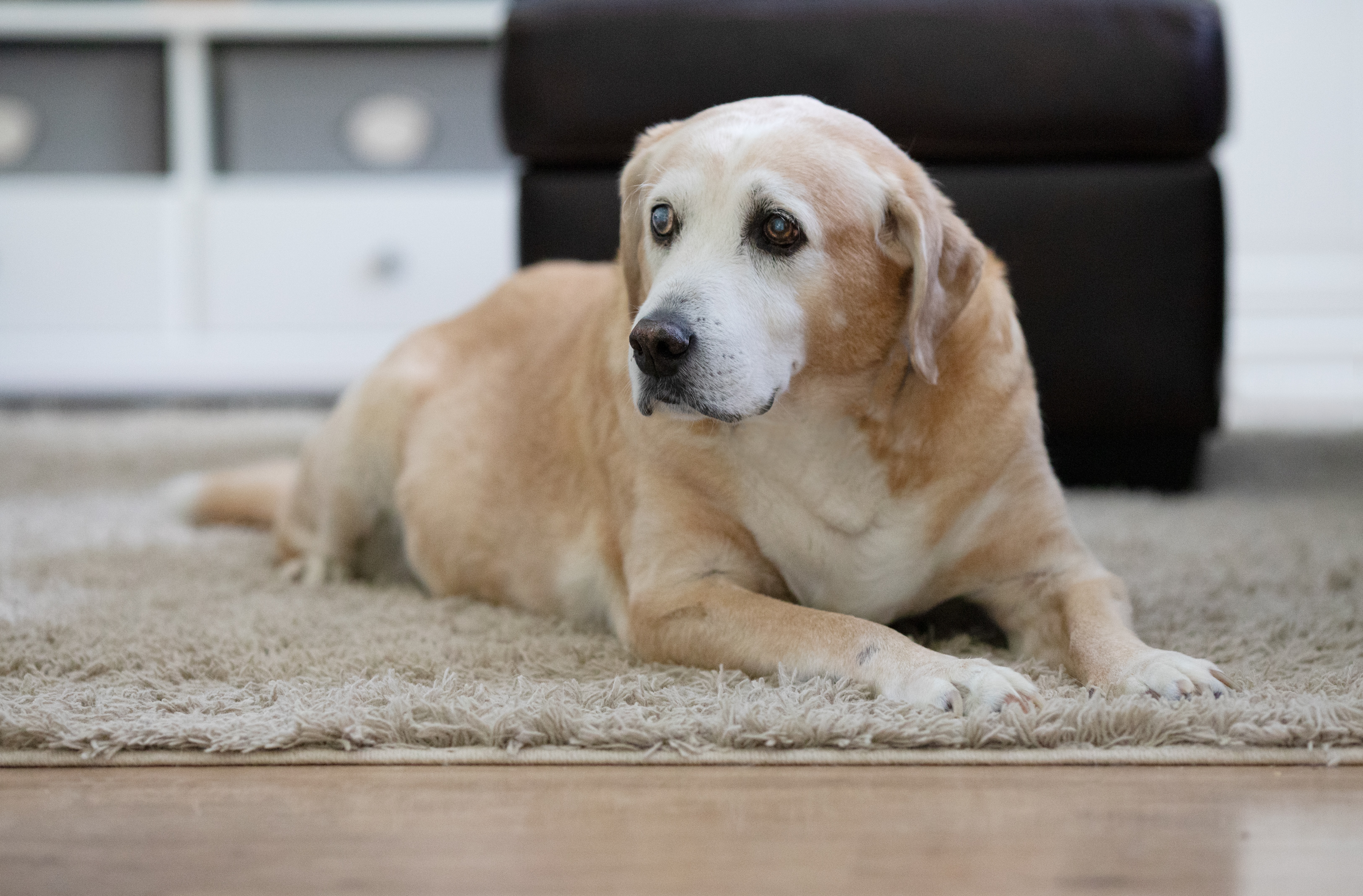 Adopter un Animal Senior : L'Amour sans Limite
