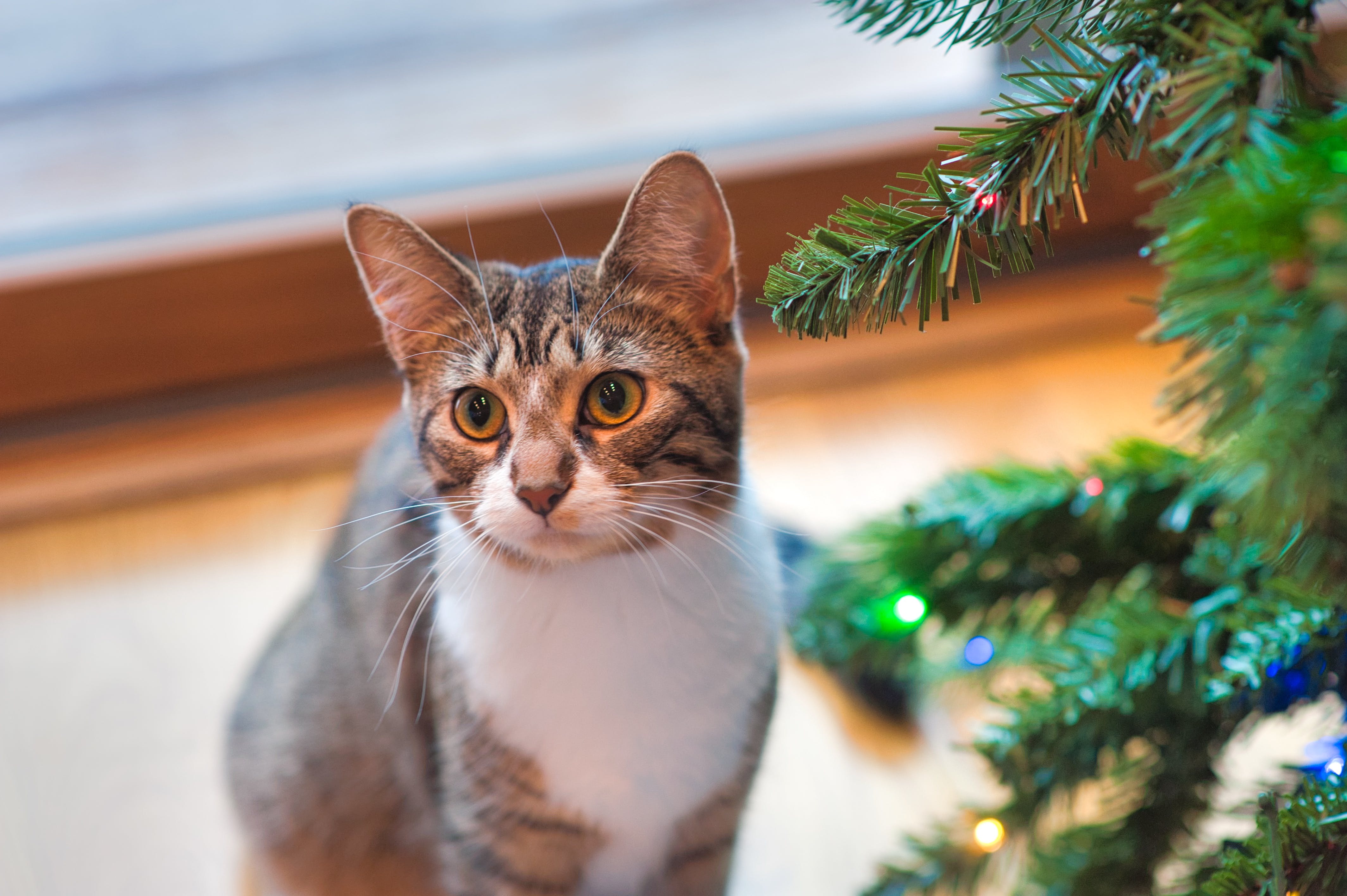 Pourquoi est-il déconseillé d'adopter des animaux pendant les fêtes de fin d’année ?