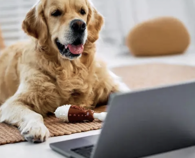 Optimiser le bien-être canin 😁 :  Les bienfaits des bureaux coworking pour nos fidèles compagnons. 