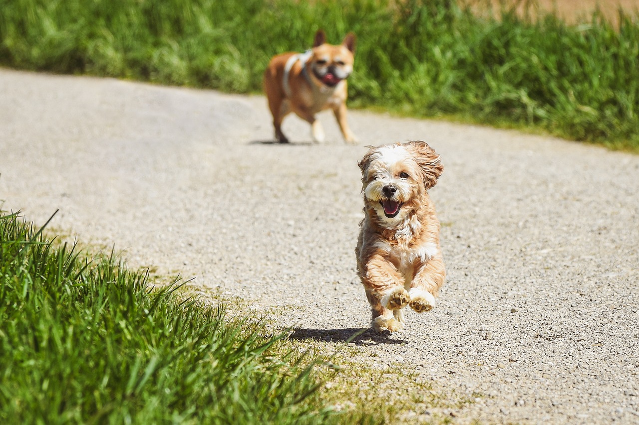 Quelles sont les meilleures destinations pour partir avec son animal de compagnie? 🤔