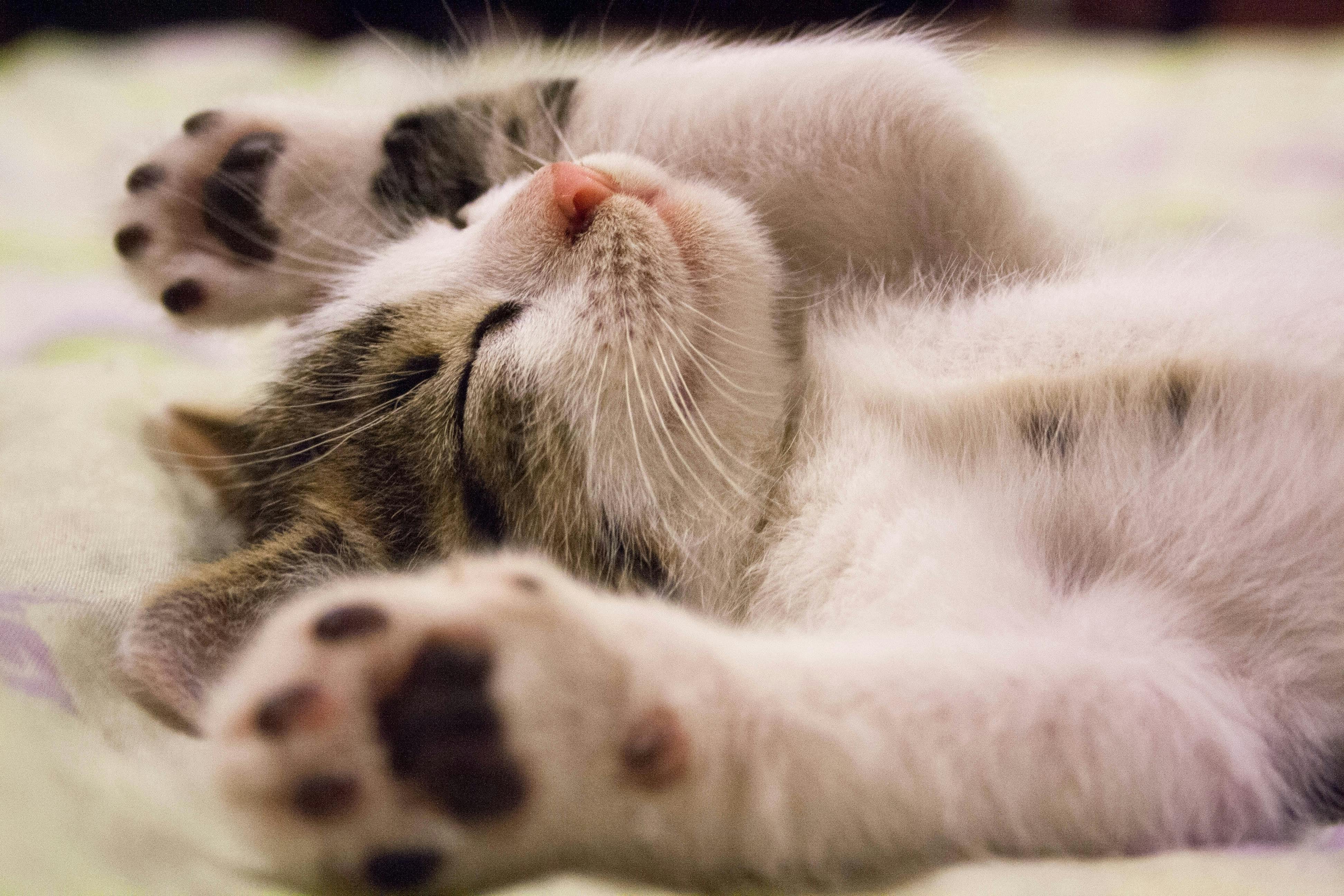 Sleeping with Your Cat (or Dog), Good or Bad Idea? 🐾