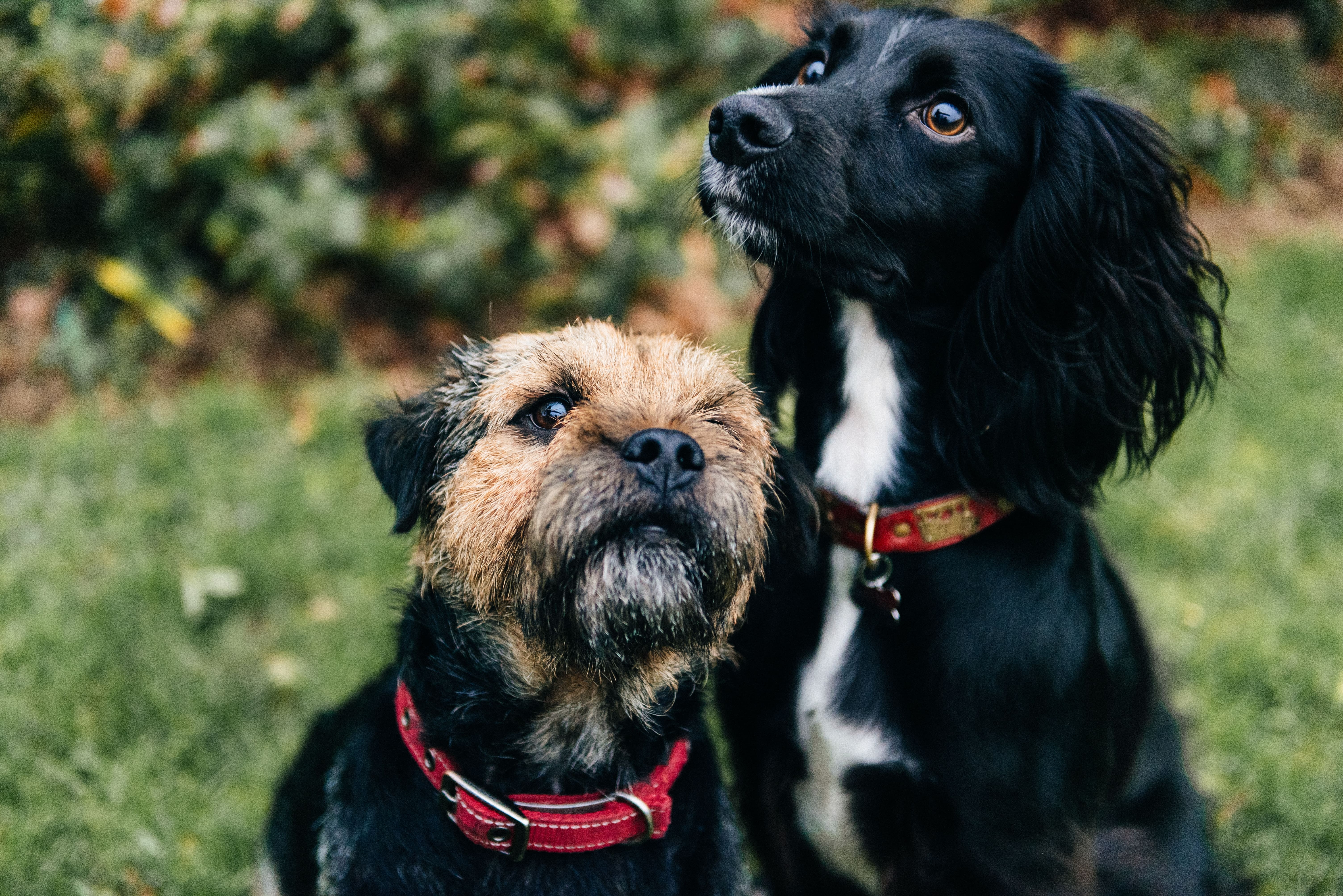 Adopter un deuxième animal : tout ce qu’il faut savoir (sans stress !)