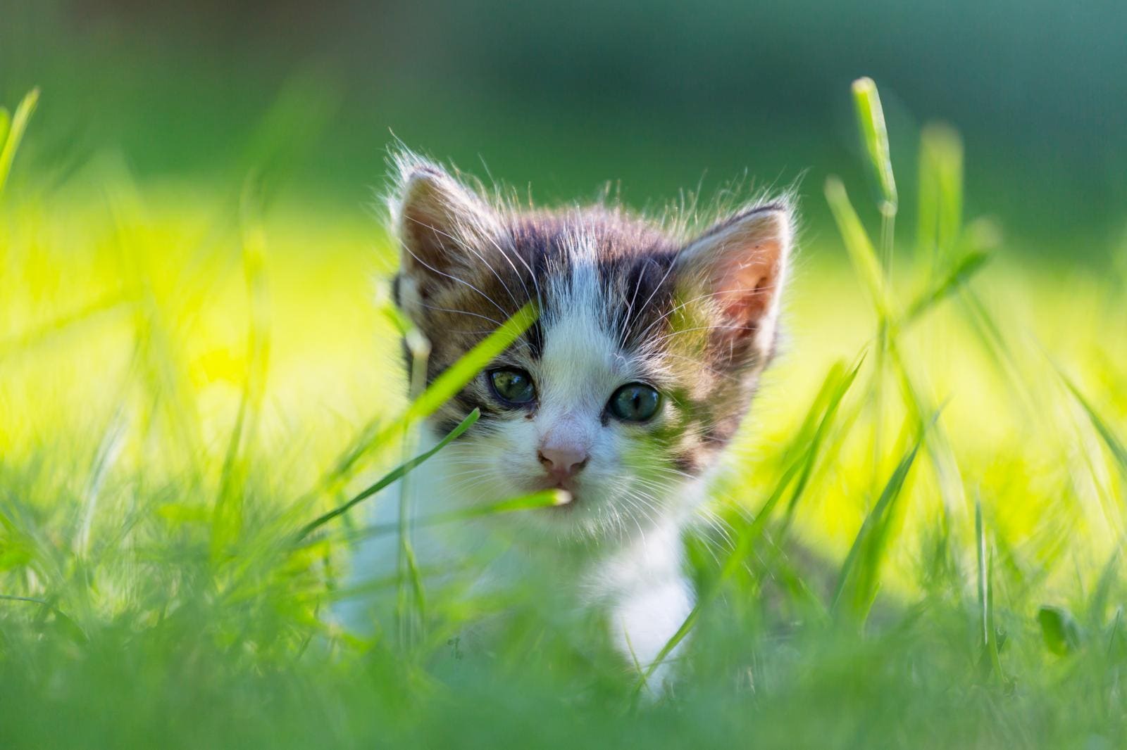 How to Properly Welcome a Kitten into Your Home? 🐱🏡