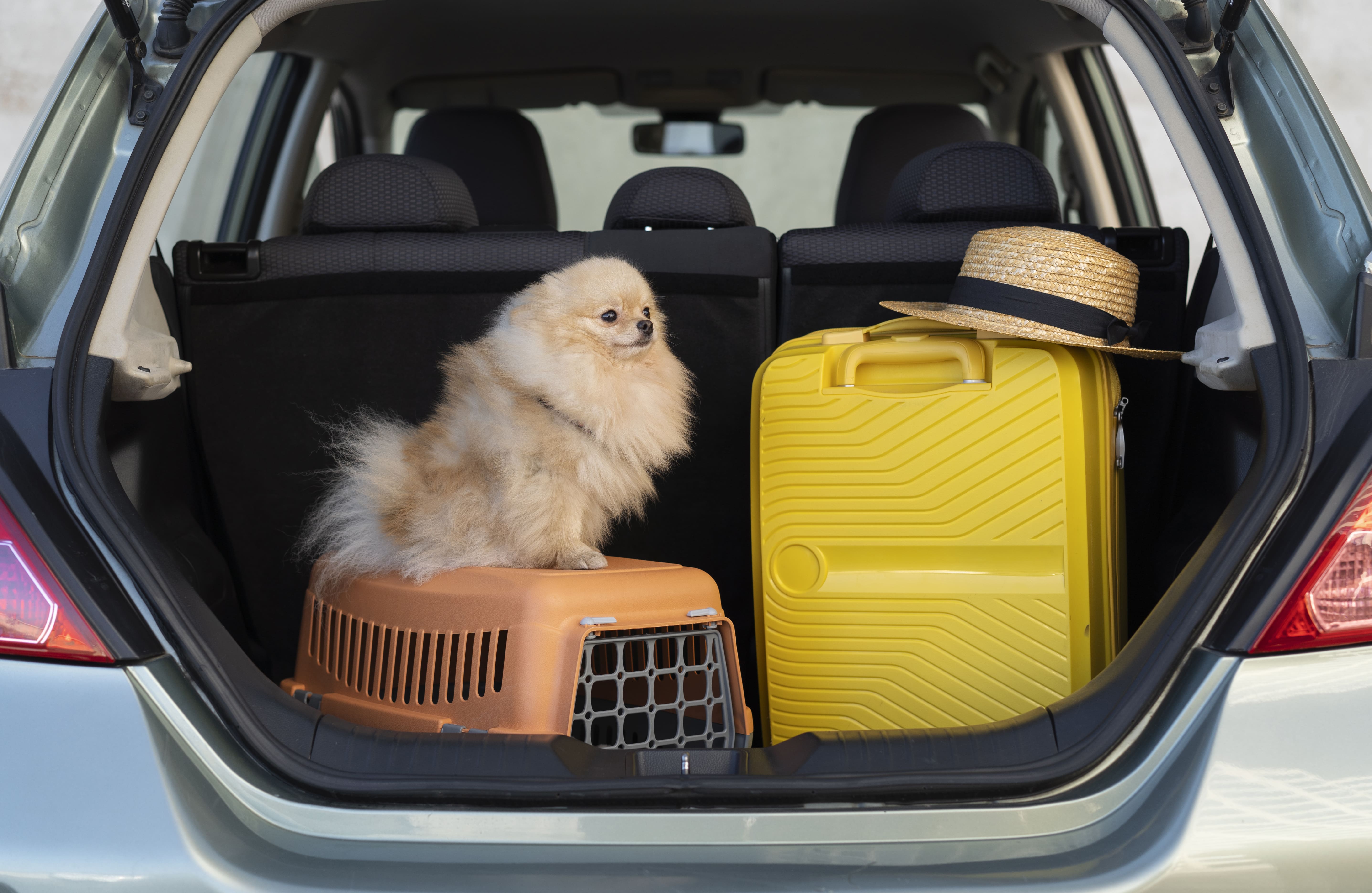 Traveling with Your Pet: Tips and Regulations 🐶✈️🚗