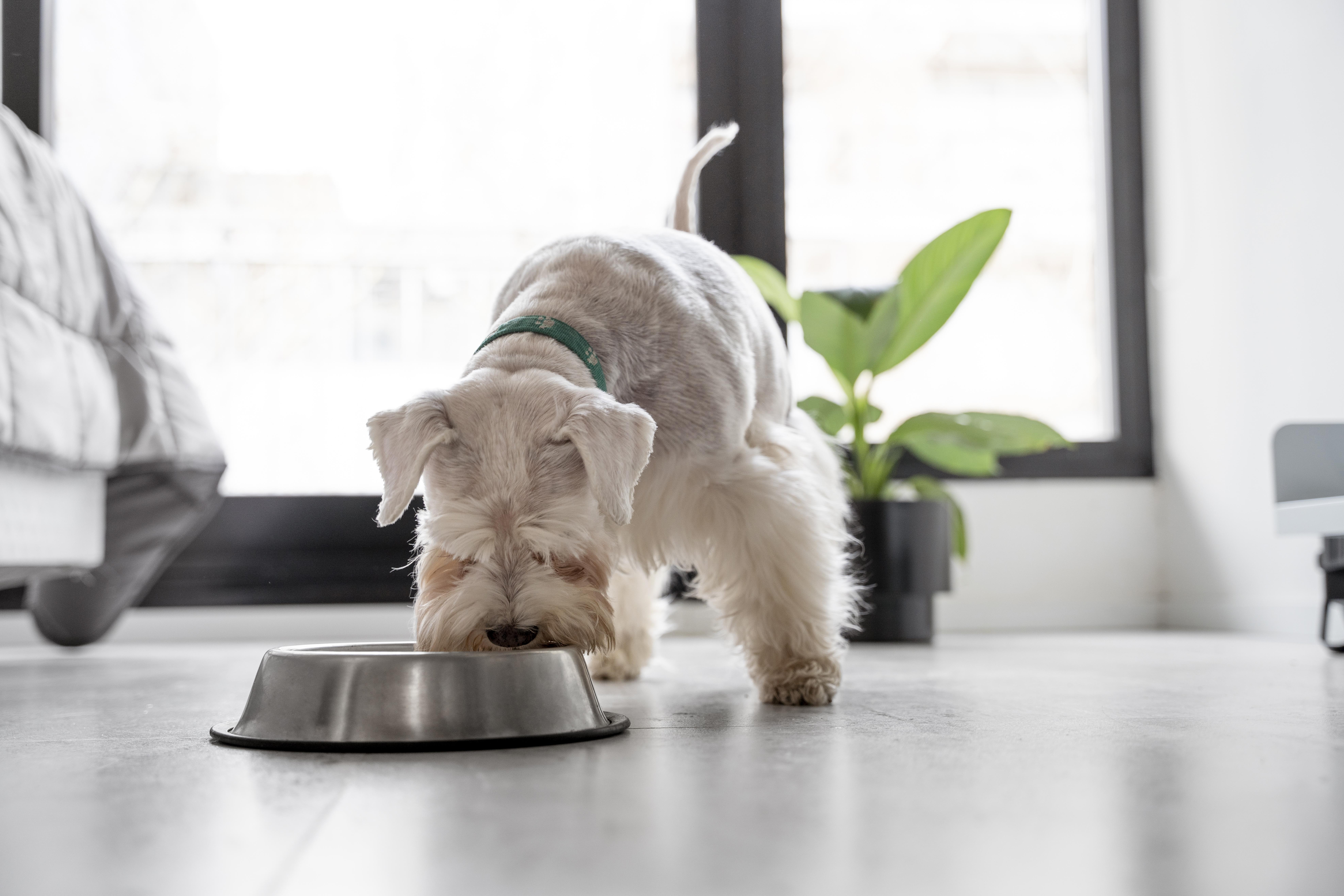 Comment choisir la bonne nourriture pour son chien ou chat ? 🐶🐱🍽️