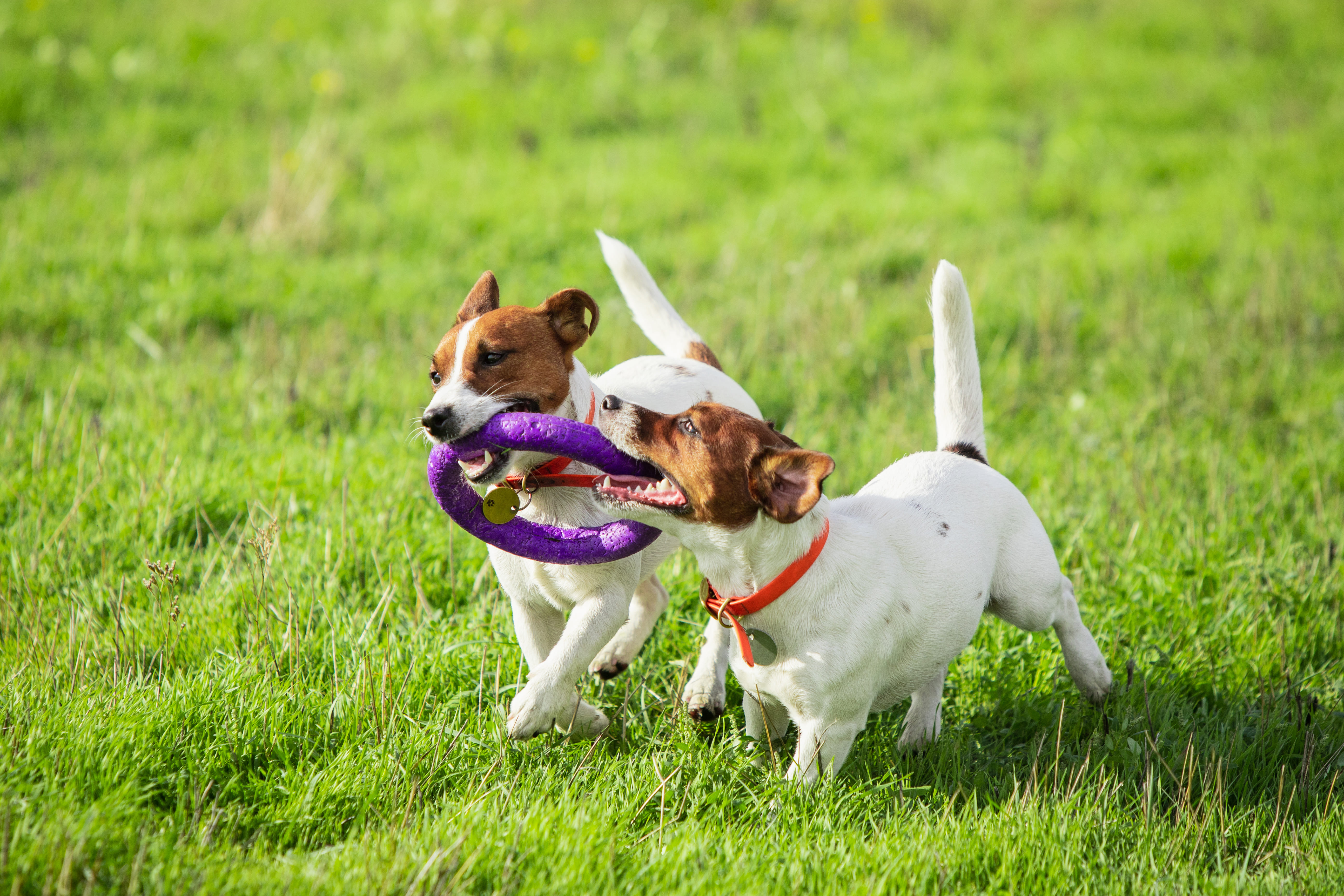 Comment savoir si un animal est heureux (ou malheureux) 🐶🐱