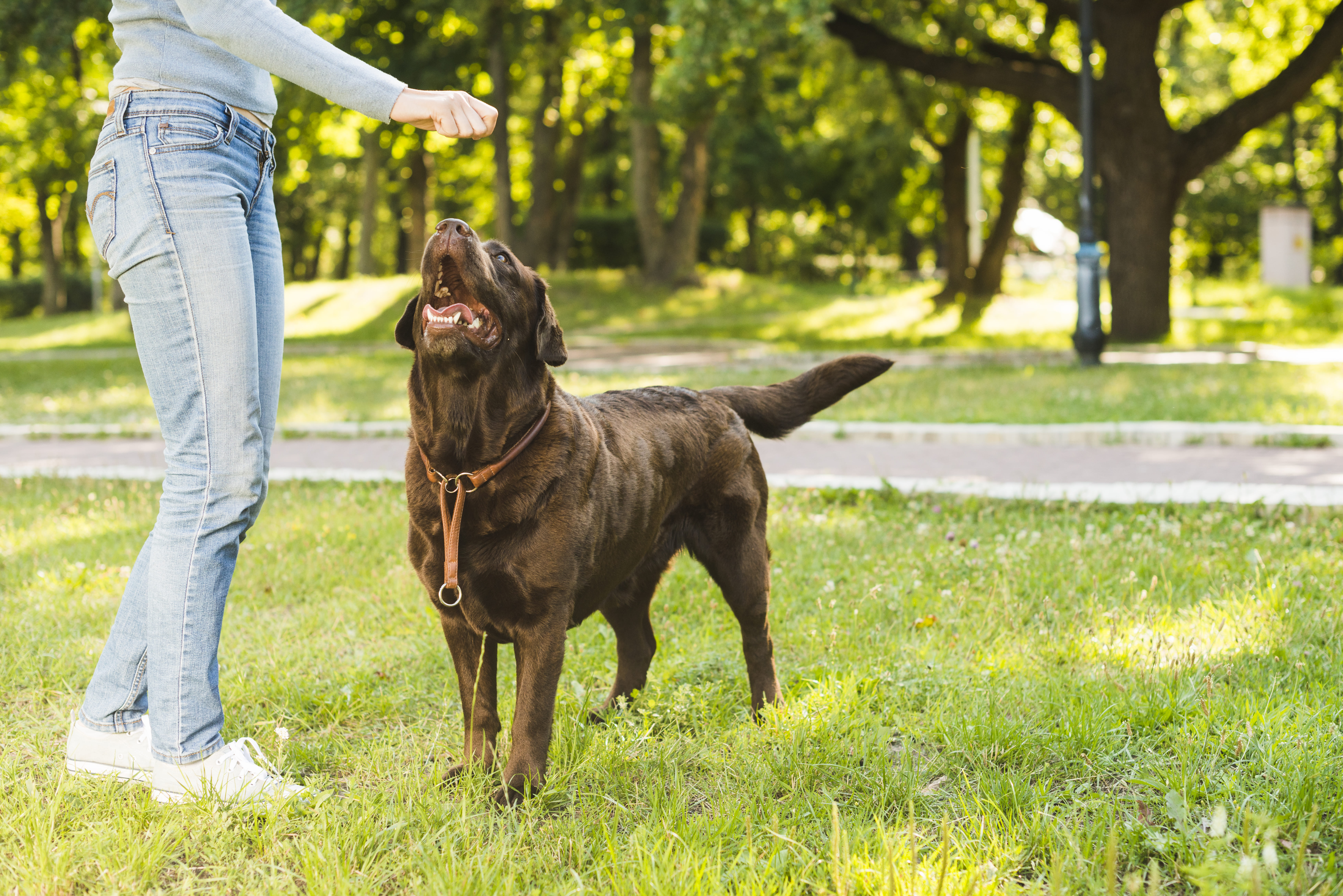Éduquer son chien : Les bases pour un chien bien élevé 🐶