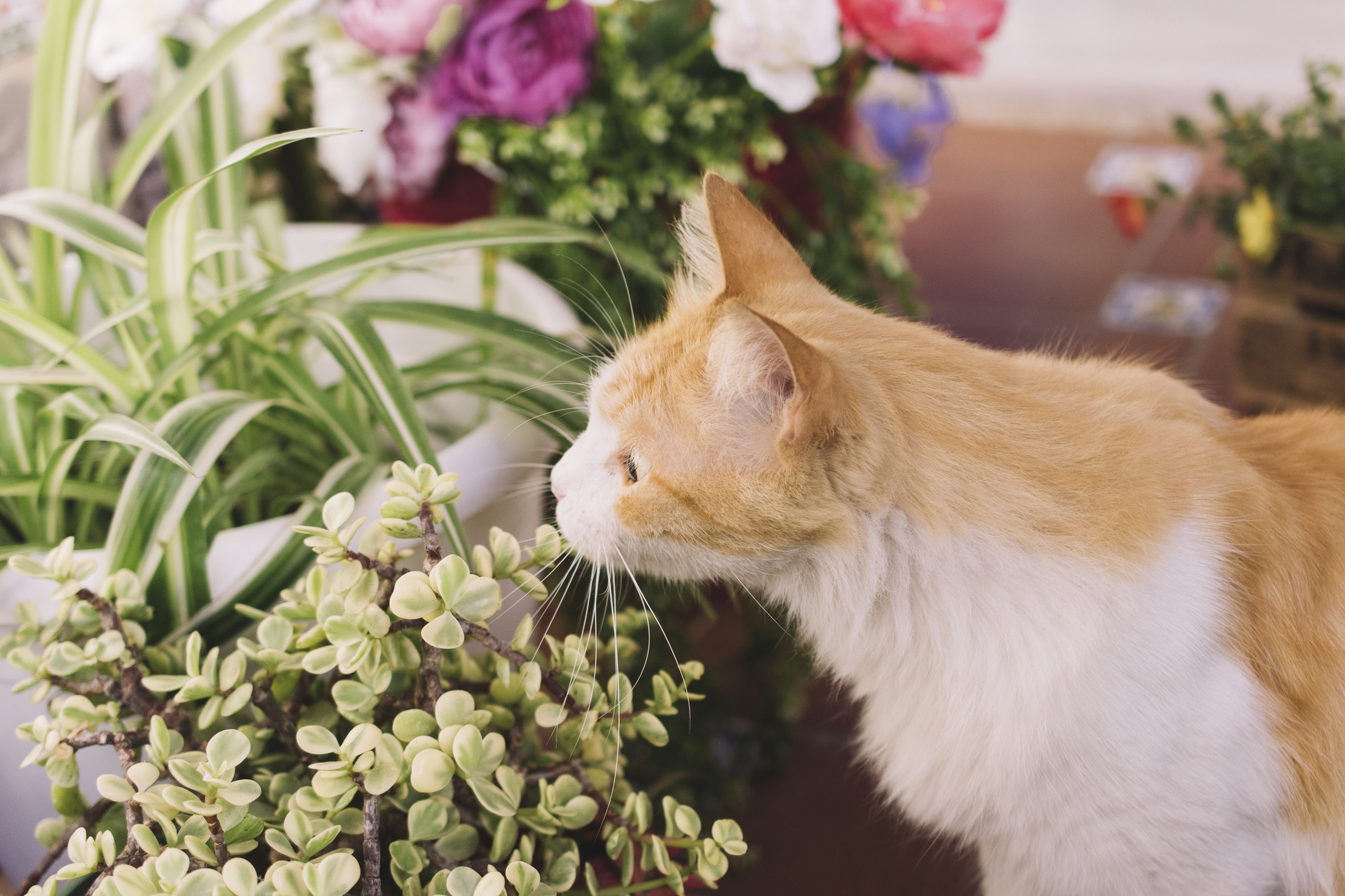 Les plantes toxiques pour les chats et chiens : Ce qu'il faut savoir 🌿🐶🐱