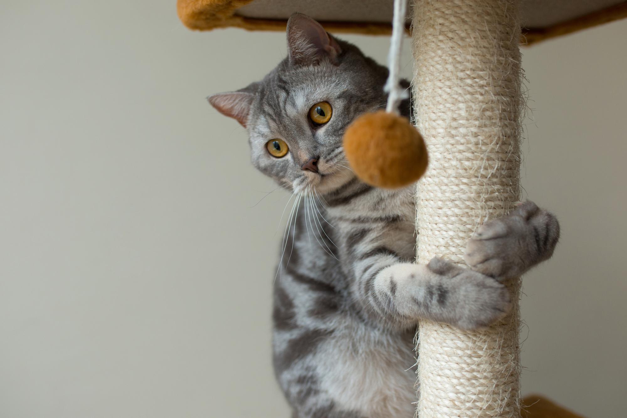 🌿🐈 Beat Boredom: A Guide to a Happy and Fulfilled Indoor Cat! 🌿🐈