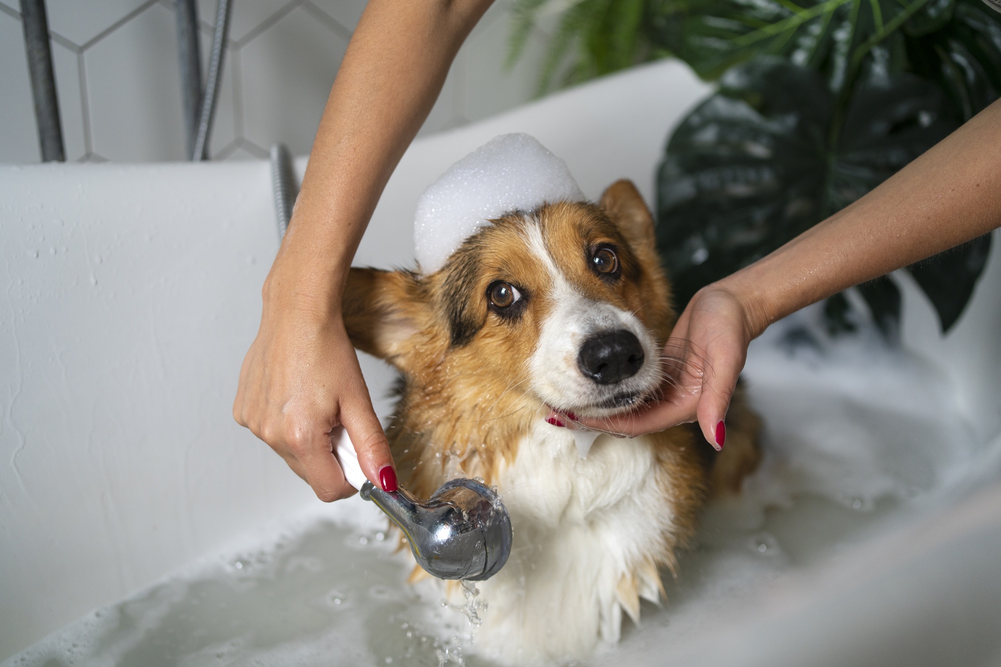 🌿🐾 Managing Your Pet’s Shedding: Tips and Solutions! 🌿🐾
