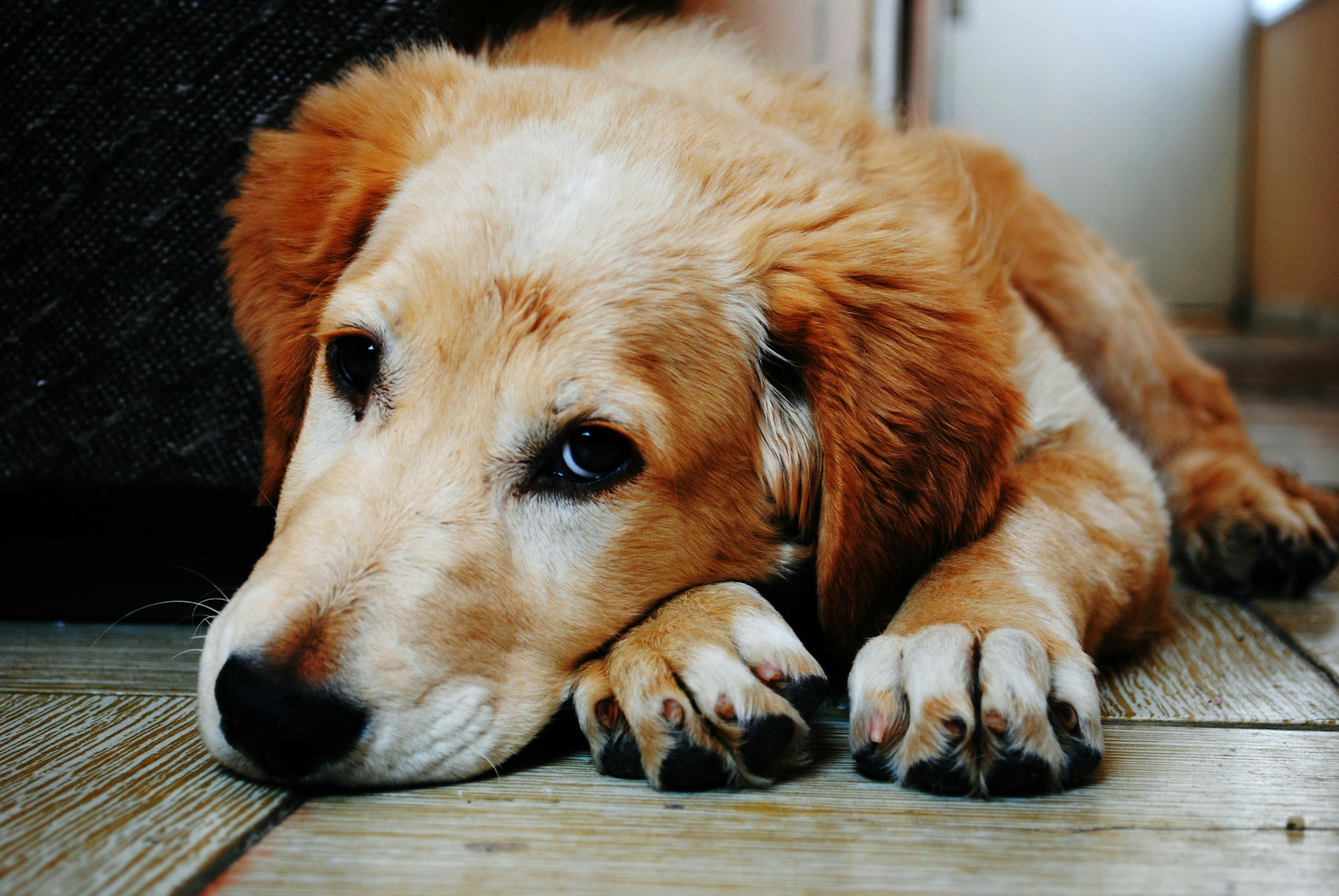 How to Detect and Manage Anxiety in an Adopted Pet? 🐶🐱