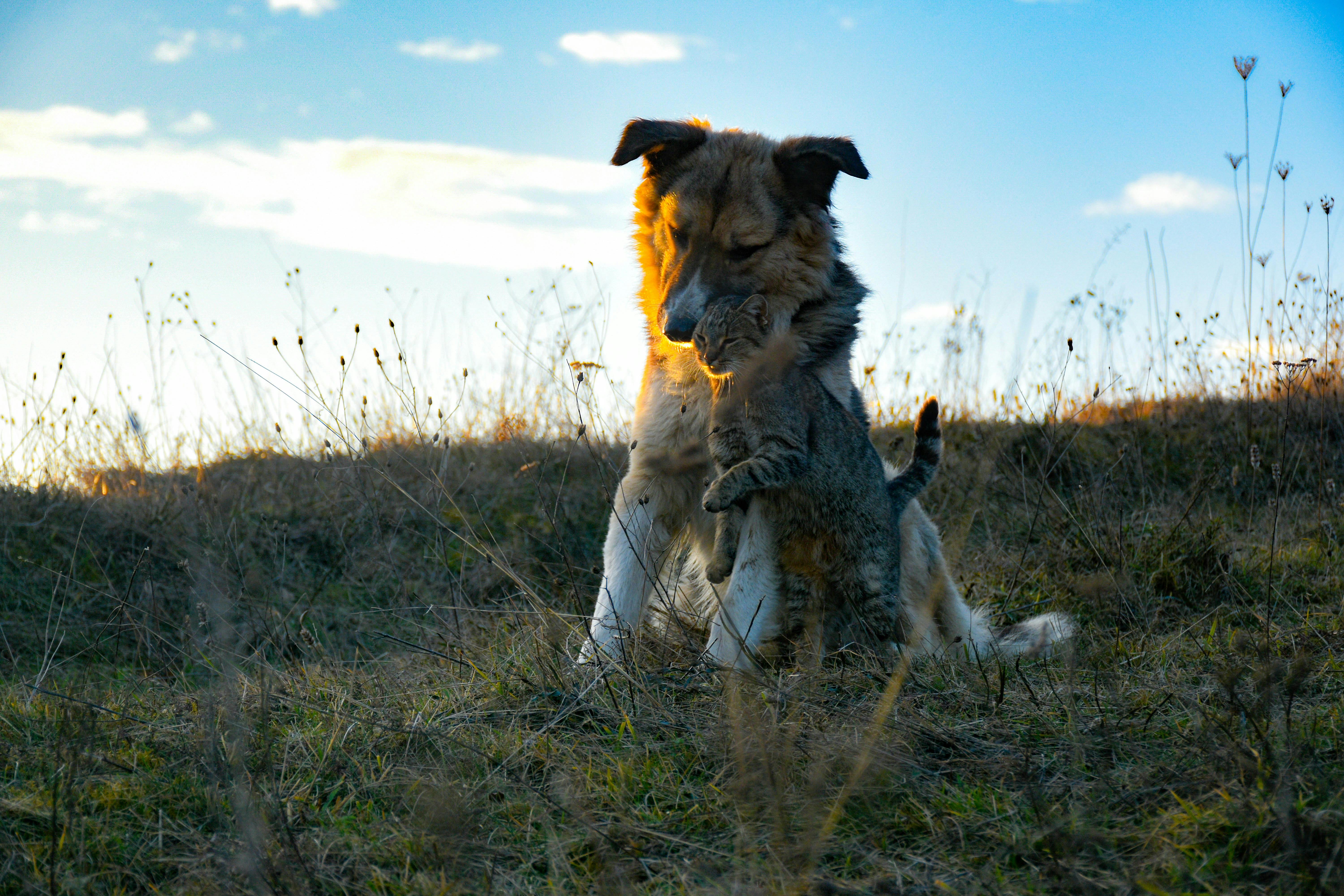 How to Manage the Cohabitation Between an Adopted Dog and Cat? 🐶🐱