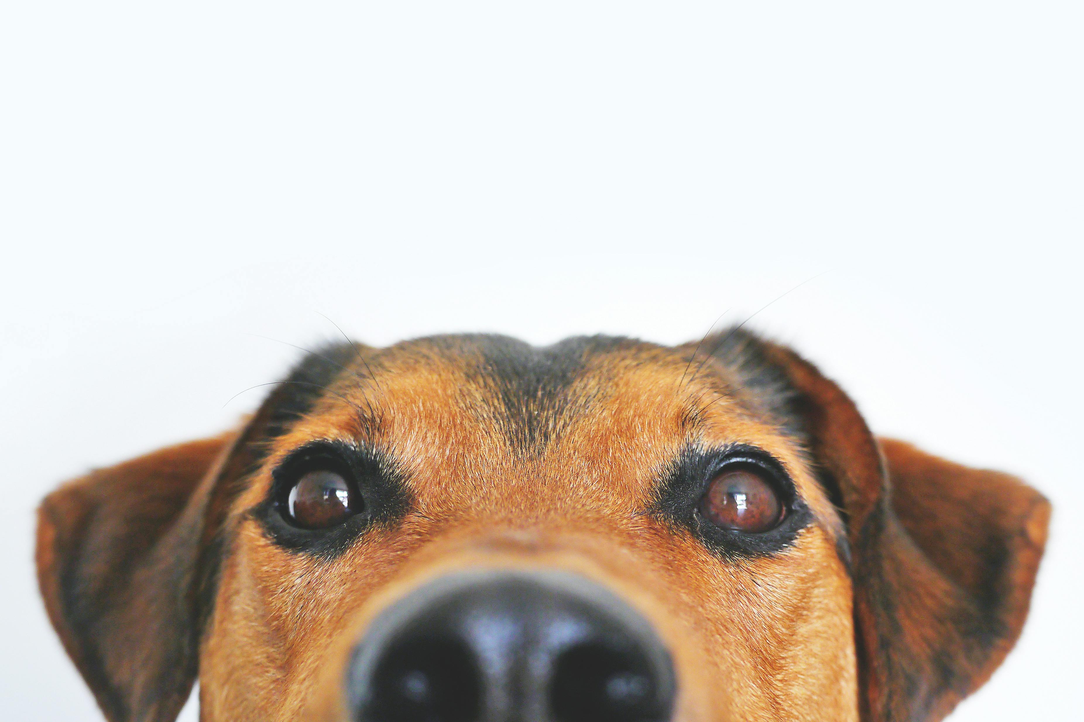 Adopting a Dog for the First Time: A Beginner's Guide 🐶✨