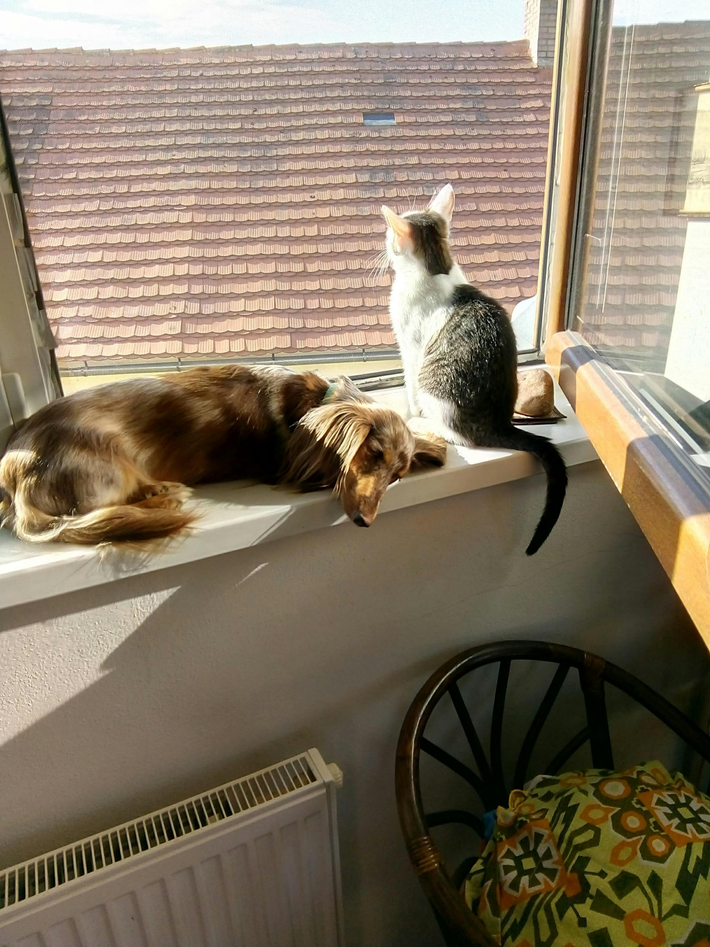 🐾 Les bienfaits d’adopter un animal pour sa santé mentale et physique 🌿💖