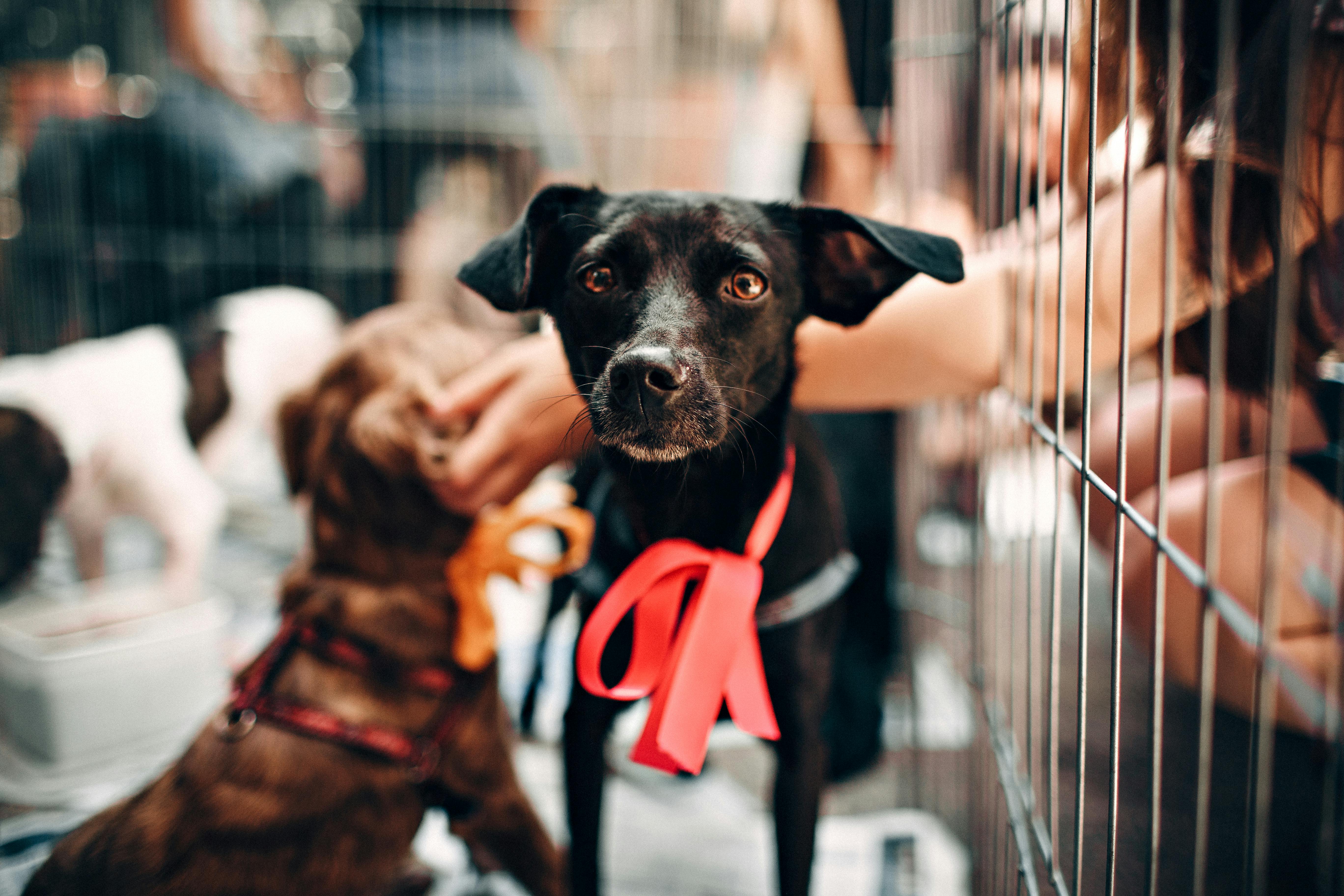 🐶 Responsible Adoption: What It Really Means 🐾💛