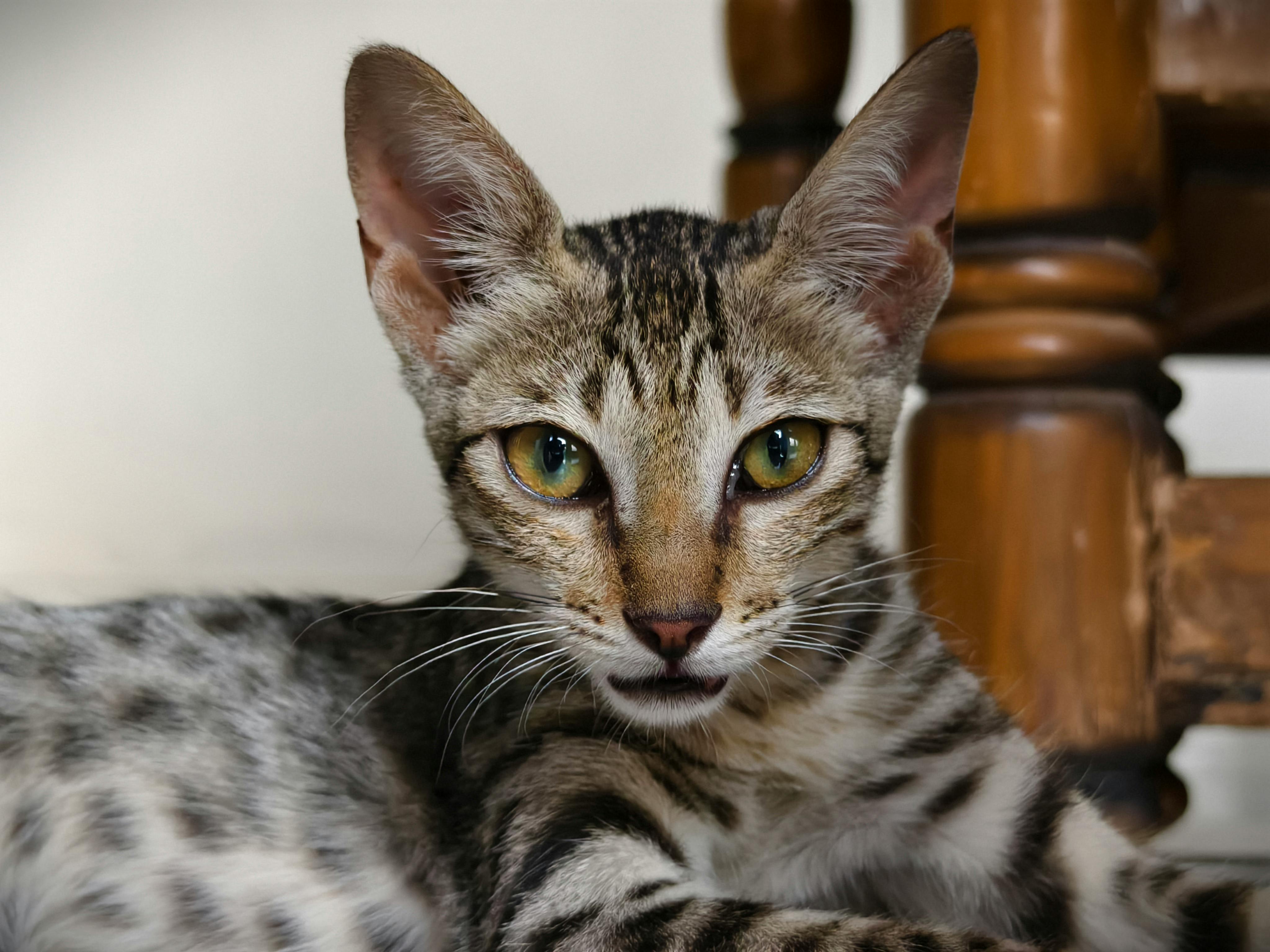 🛋️ My Cat Is Mischievous: How to React Without Traumatizing Them? 🐾