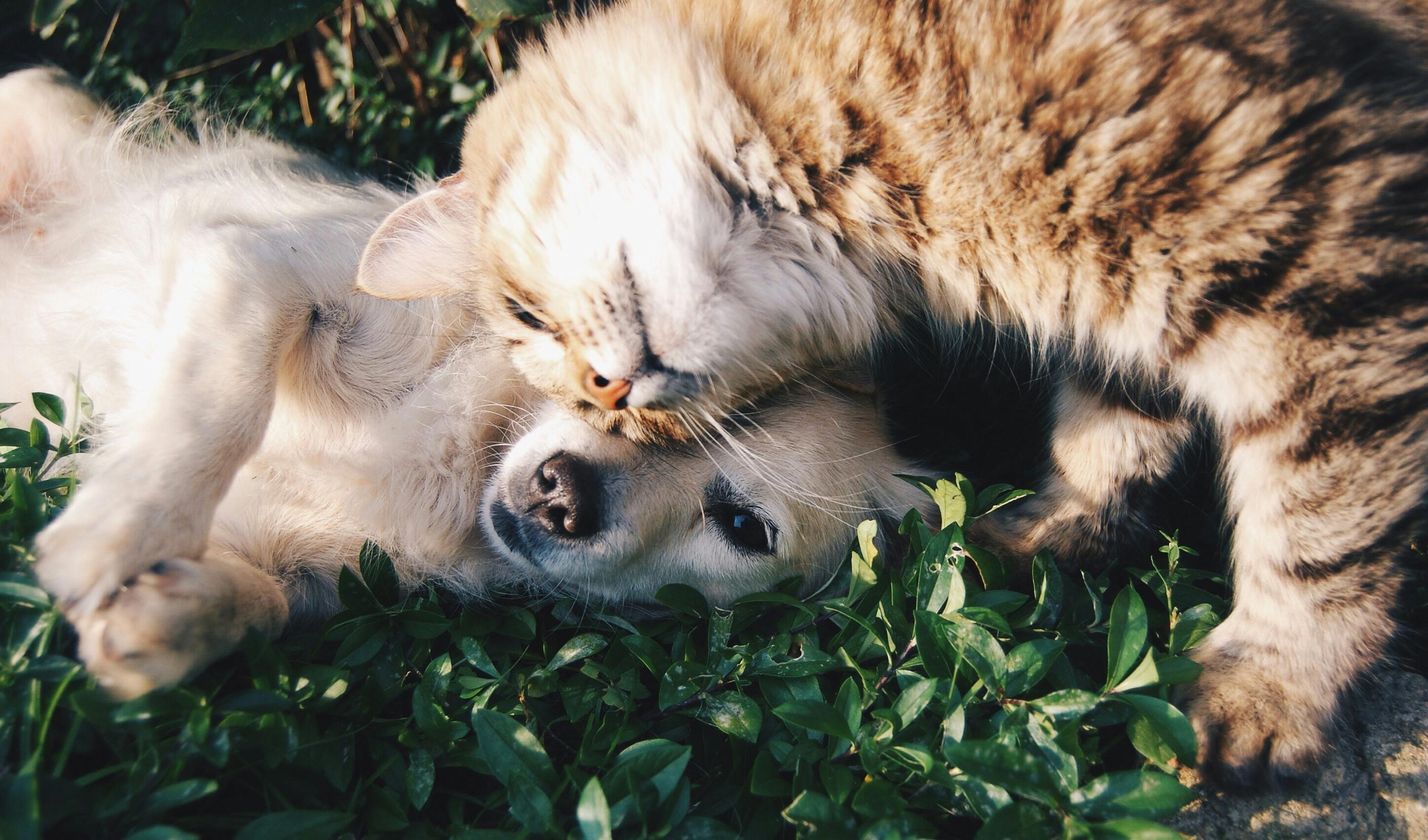 🐾 Pourquoi les animaux âgés sont souvent les oubliés de l’adoption ? 💔
