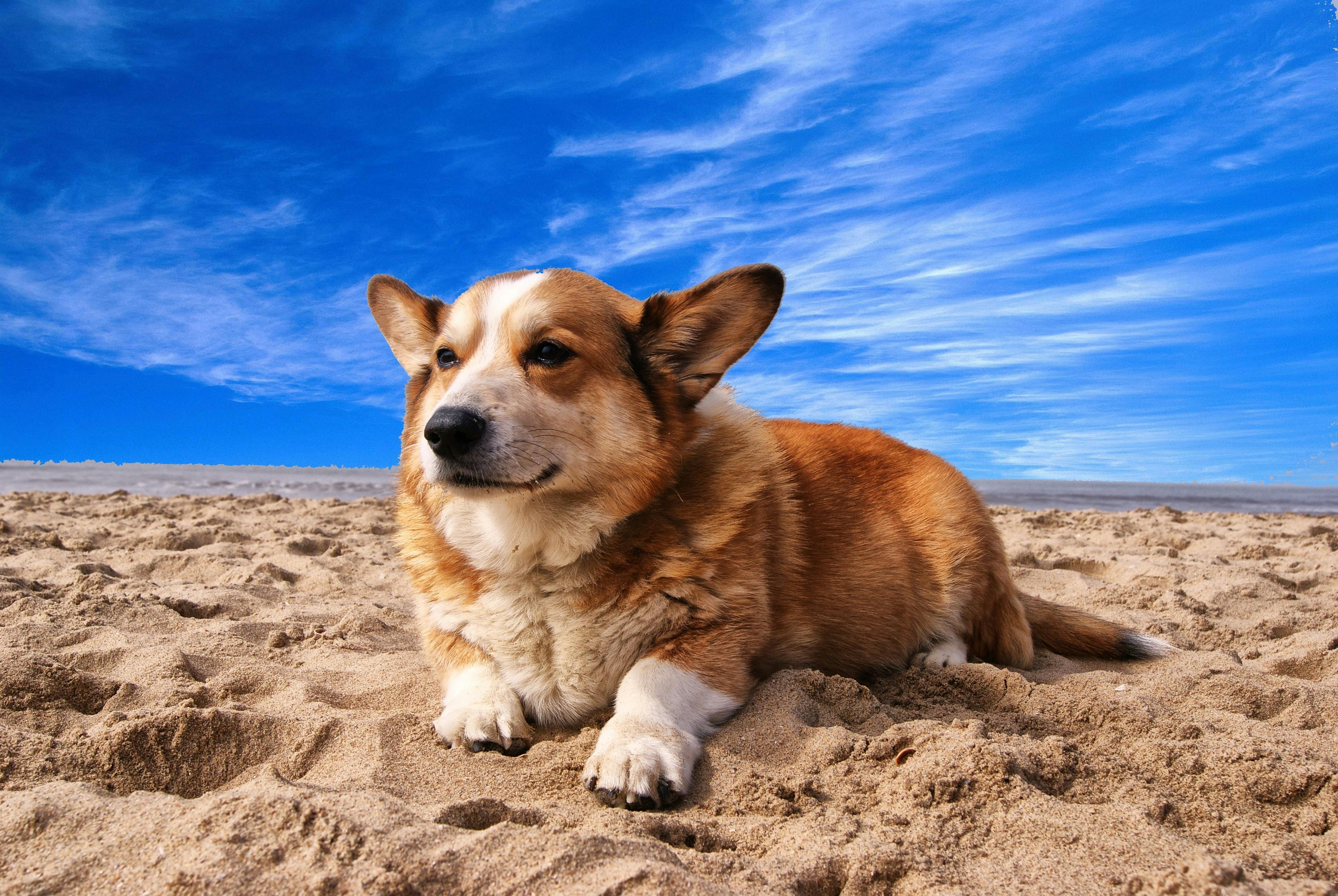 🌍 Adoption internationale : comment ça fonctionne ? ✈️🐶