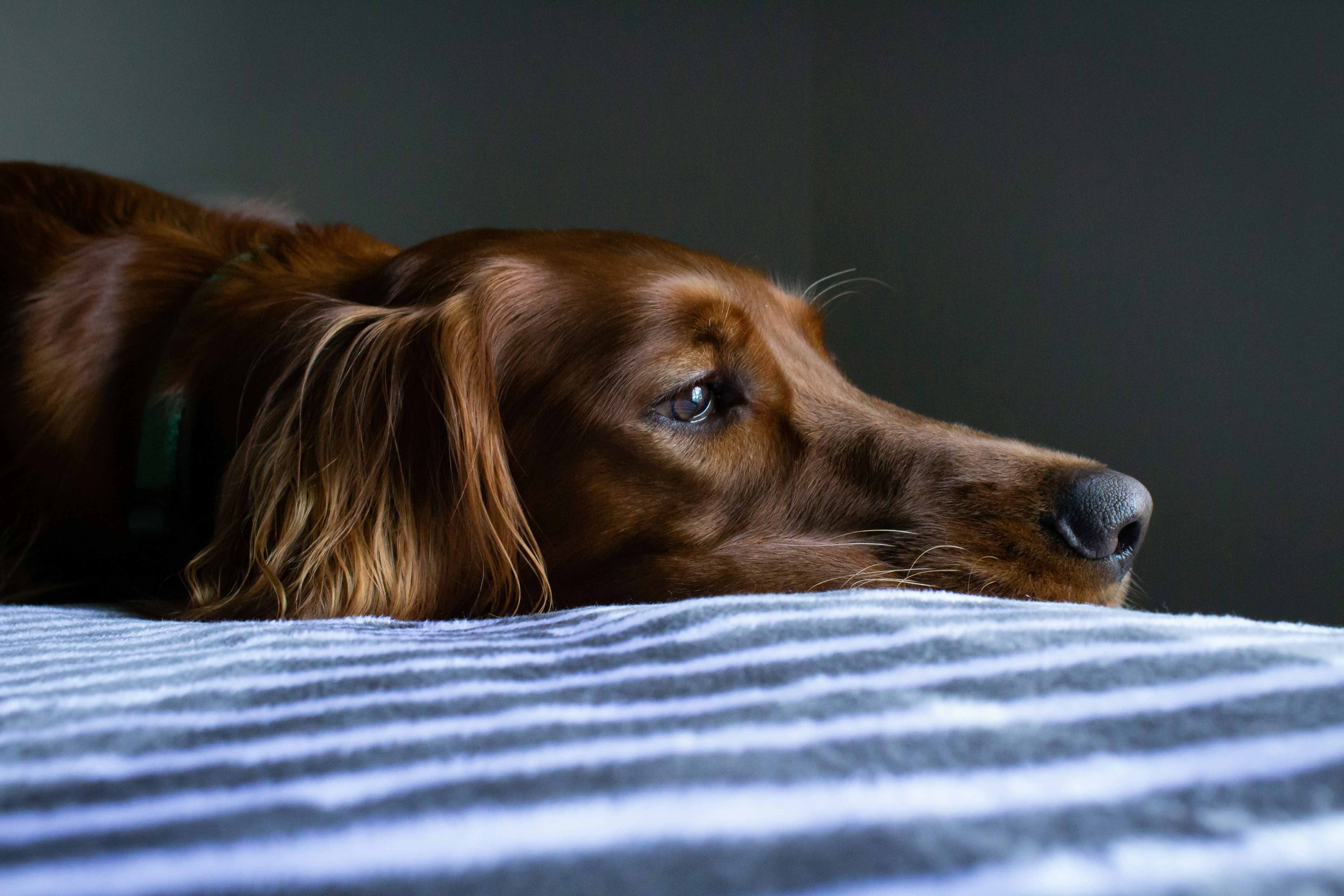 🐶 Comment gérer l’anxiété de séparation chez les chiens