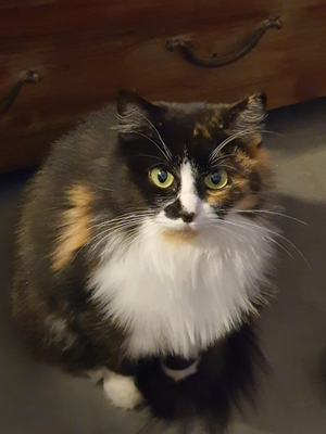 ENTRAIDE CHATS VILLEJUIF
